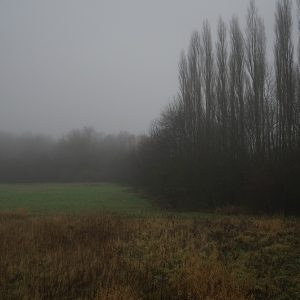 Silent Trees