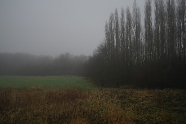 Silent Trees