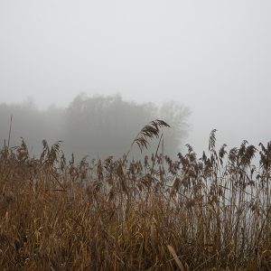 Reds And Fog