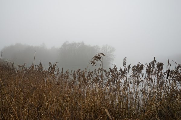 Reds And Fog
