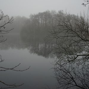 Simple Trees