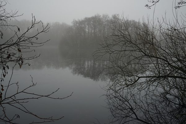 Simple Trees