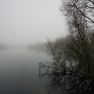Lake Tree Design