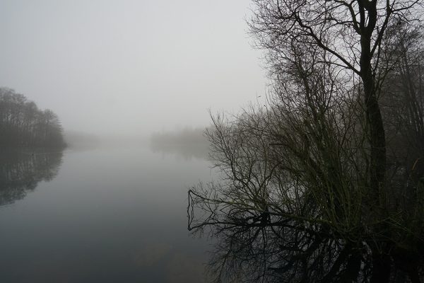 Lake Tree Design