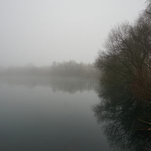 Lake Reeds