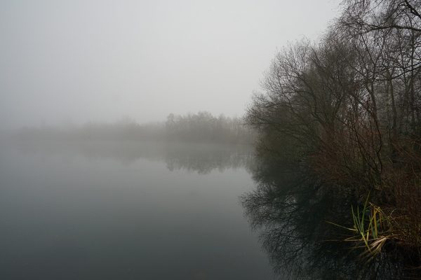 Lake Reeds