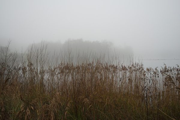 Lakeside Reeds