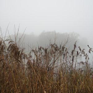 Lakeside And Fog