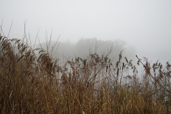 Lakeside And Fog