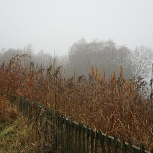 Red Grasses at Lake