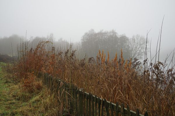Red Grasses at Lake
