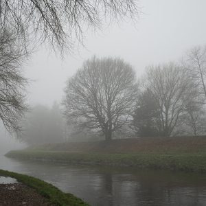 River Mersey Feathery Trees