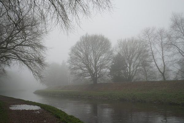 River Mersey Feathery Trees