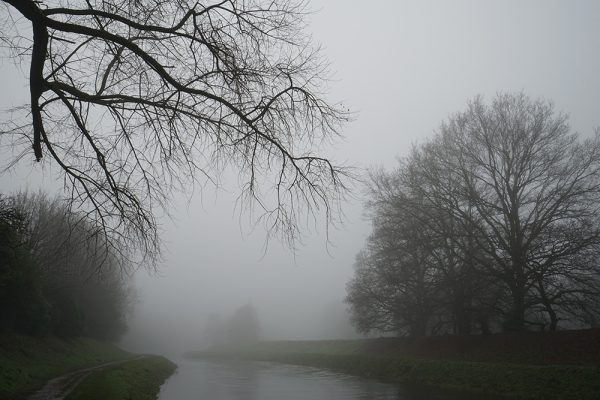 River Mersey Tree
